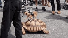 The Tortoise And The Chihuaha GIF - Dog Turtle Tortoise GIFs