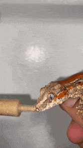 Gargoyle Gecko Lizard GIF - Gargoyle Gecko Gecko Lizard GIFs