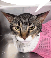 a wet cat is wearing a pink and white mesh collar
