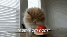 Seems Right GIF - Animals Cat Watermelon GIFs
