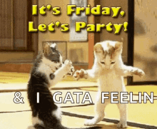 Cats Its Friday GIF - Cats Its Friday Lets Party GIFs