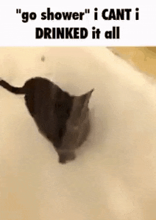 I Cant I Drinked It All Go Shower GIF - I Cant I Drinked It All Go Shower Cat Lick Water GIFs