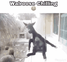 Walroose Chilling GIF - Walroose Chilling GIFs