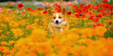 flowers corgi welsh corgi dog