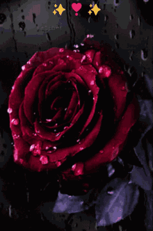 Glittering Rose57 Re Rose57 GIF