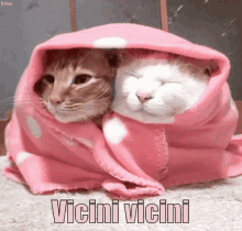 Vicini Vicini GIF - Gattini Coperta Vicini Vicini GIFs