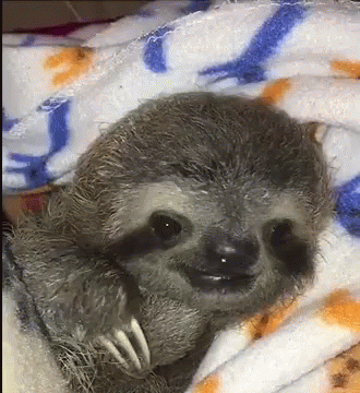 baby three toed sloth