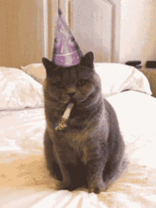 celebrate cat party horn