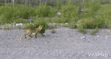 Fox Dragging GIF - Fox Dragging Bringing Home GIFs