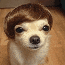 a small dog wearing a wig on its head is sitting on a wooden floor .