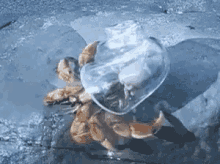 hermit crab walking shell