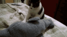 Cat Wake Up GIF - Cat Wake Up Waking Up GIFs