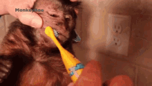 Brushing Teeth Capuchin Monkey GIF - Brushing Teeth Capuchin Monkey Monkeyboo GIFs