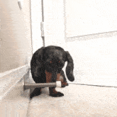 a dachshund playing with a door stopper on the floor