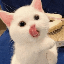 a white cat with pink ears and a pink tongue is licking its nose .