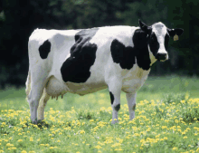Cow Vacation With Cow GIF - Cow Vacation With Cow Holiday GIFs