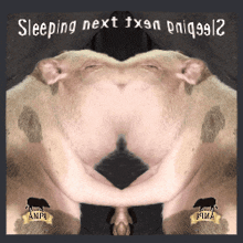 Shuman Sleep Next To Your Pig GIF - Shuman Sleep Next To Your Pig Mirror GIFs