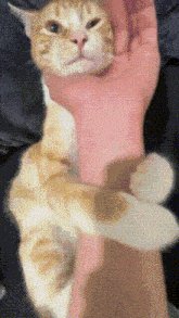 a cat is being held by a person 's hand and looking at the camera