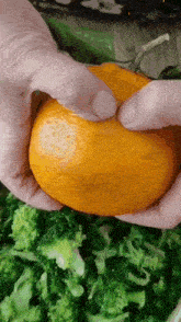 a person is holding a large orange in their hands over a bowl of broccoli .