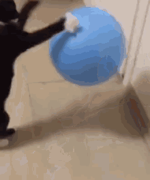 Bouncing Cat GIF - Bouncing Cat Cute GIFs