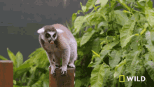 Looking Around National Geographic GIF - Looking Around National Geographic Lemurs Try New Food GIFs