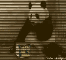 Panda Funny GIF - Panda Funny GIFs