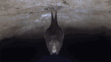 Hanging Why Bats Arent As Scary As You Think GIF - Hanging Why Bats Arent As Scary As You Think Resting GIFs