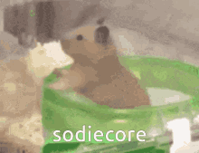 Sodie Sodiecore GIF - Sodie Sodiecore Sodie Gif GIFs