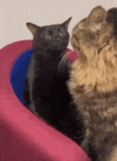 Cat Convo Cat Talking GIF