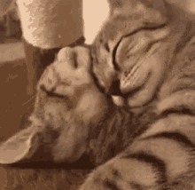 Cat Cuddle GIF