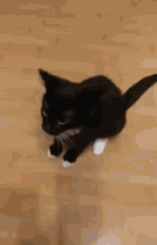 Maksas The Cat Support GIF - Maksas The Cat Support Hug GIFs