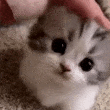 a close up of a kitten being held by a person on a carpet .