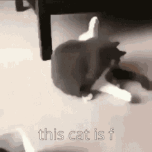 This Cat Is F Funny GIF - This Cat Is F This Cat Is Funny GIFs