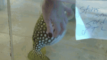 Pufferfish Pet GIF - Pufferfish Pet GIFs