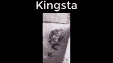 Kingsta GIF - Kingsta GIFs