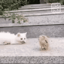 a white kitten is playing with a small brown hamster on a sidewalk .