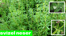 a picture of a plant with the word swizel neser under it