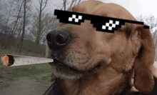 Besin Thug Dog Thug Life Dog GIF - Besin Thug Dog Thug Life Dog GIFs