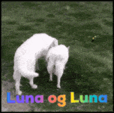 a picture of two white dogs with the words luna og luna written on the bottom