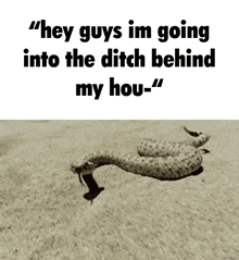 a picture of a rattlesnake with the words " hey guys im going into the ditch behind my hou- "