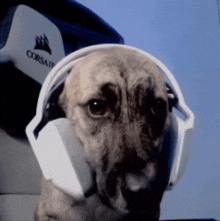 a dog wearing white corsair headphones looks at the camera