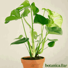 Botanic Botanica Bar GIF - Botanic Botanica Bar Plants GIFs