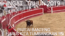 Banteng Bull Fight GIF - Banteng Bull Fight Running GIFs