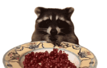 raccoon eating hungry starving pomegranate