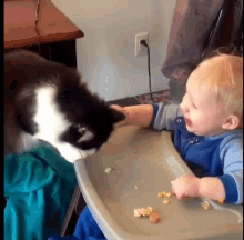 Funny Animals Cats GIF - Funny Animals Cats Steal GIFs
