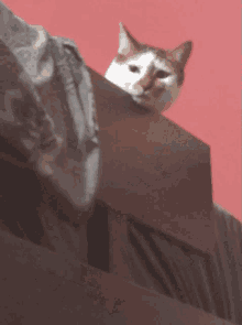 Mojothecat What GIF - Mojothecat Mojo What GIFs