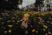 Aesthetic Yellow Flower GIF - Aesthetic Yellow Flower GIFs