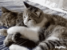Kitten Cuddle GIF - Kitten Cuddle Cat GIFs