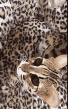 Asian Leopard Cat Wild Cat GIF