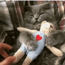 Teddy Hug GIF - Teddy Hug Kitty GIFs